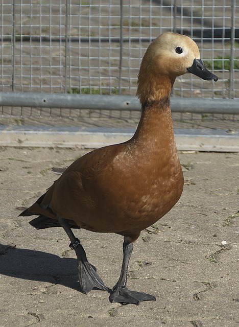 紧要关头