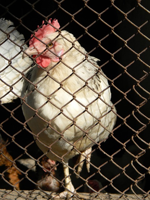 勇士队依然 勇士队依然